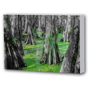 Fine Art Canvas Print, NOLA Photography, Cyprus Trees in Swamp