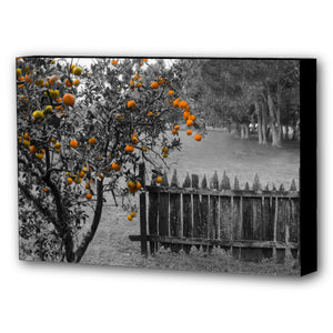 Fine Art Canvas Print, New Orleans Photography, Orange Tree & Fence