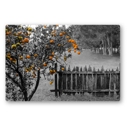 Fine Art Metal Print, NOLA Phototgraphy, Orange Tree & Fence
