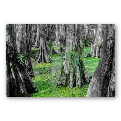 Fine Art Metal Print, NOLA Phototgraphy, Cyprus Trees