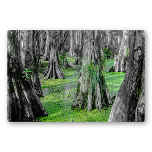 Fine Art Metal Print, NOLA Phototgraphy, Cyprus Trees