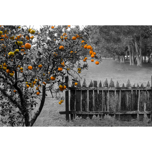 Fine Art Print, New Orleans, Orange Tree & Rustic Fence