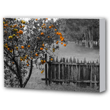 Load image into Gallery viewer, Fine Art Canvas Print, New Orleans Photography, Orange Tree &amp; Fence