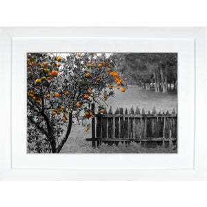 Framed Fine Art Print, NOLA Photography, Orange Tree & Fence