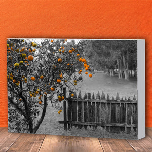 Fine Art Canvas Print, New Orleans Photography, Orange Tree & Fence