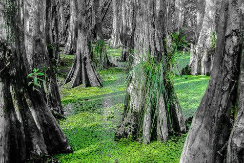 Fine Art Print, New Orleans, Cyprus Trees in Swamp