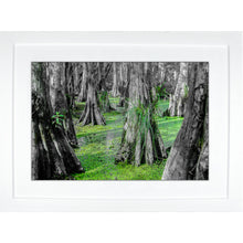 Load image into Gallery viewer, Framed Fine Art Print, NOLA Photography, Cyprus Trees in Swamp
