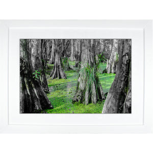 Framed Fine Art Print, NOLA Photography, Cyprus Trees in Swamp