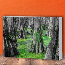 Load image into Gallery viewer, Fine Art Canvas Print, NOLA Photography, Cyprus Trees in Swamp