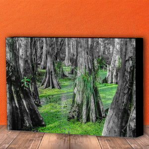 Fine Art Canvas Print, NOLA Photography, Cyprus Trees in Swamp